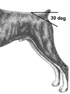 doberman correct rear angulatoin and tail set