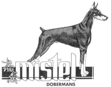 Mistel Doberman background